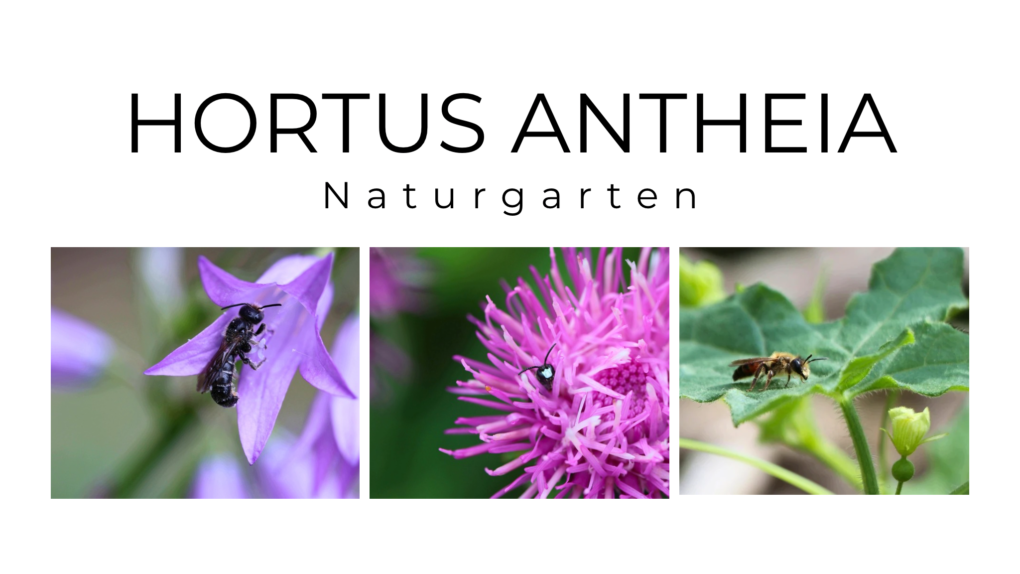 Naturgarten - Hortus Antheia