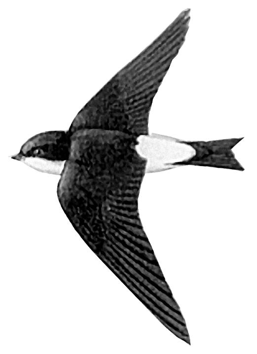 Natur- und Vogelschutzverein Rothenfluh-Anwil-Oltingen